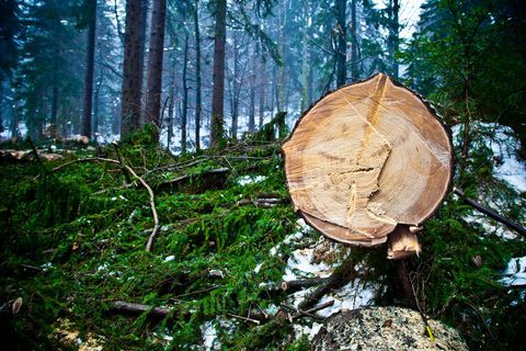 Tablas de madera