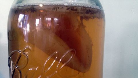 elaborando kombucha