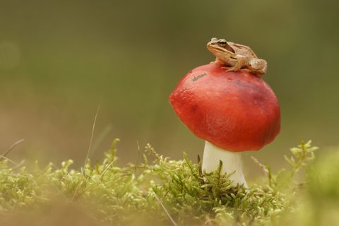 rana común (Rana temporaria) y el hongo