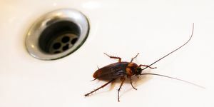 cucaracha