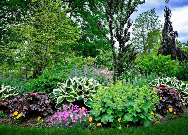 Hermosas plantas de jardín de primavera en mayo en Babylon, Long Island.