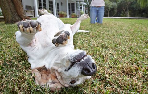 Balanceo del perro en la hierba