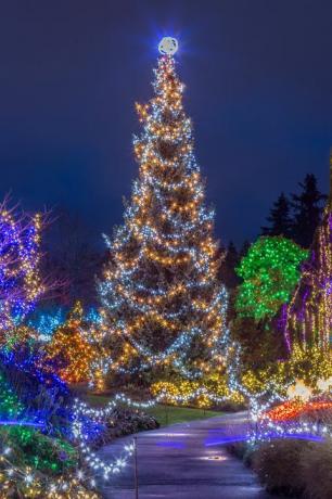 árbol de navidad iluminado por la noche