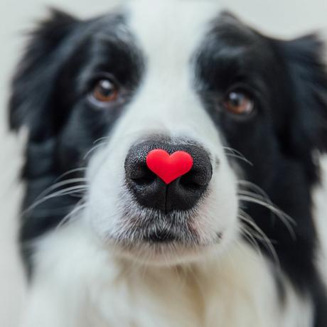 perro blanco y negro con corazón en la nariz